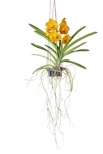 Yellow Orchid Vanda flower bloom and hanging in black plastic pot in the garden isolated on white background included clipping path.