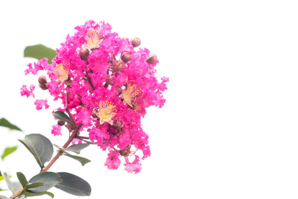 istock Beautiful Crape myrtle, Lagerstroemia, Crape flower (Indian Lilac) bloom in the garden  isolated on white background. 1388856831