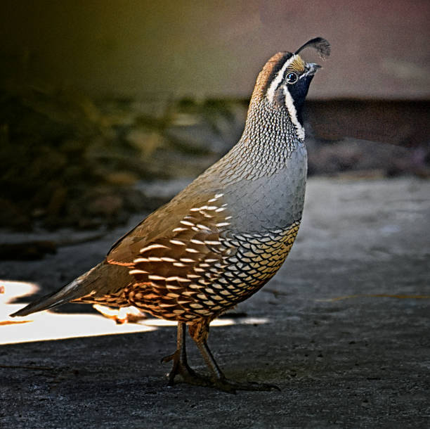 istock Male California Quail Side View Close-up 1388858260