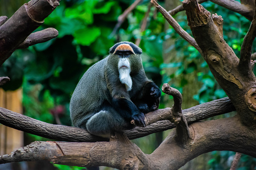 Monkey relaxing in the tree