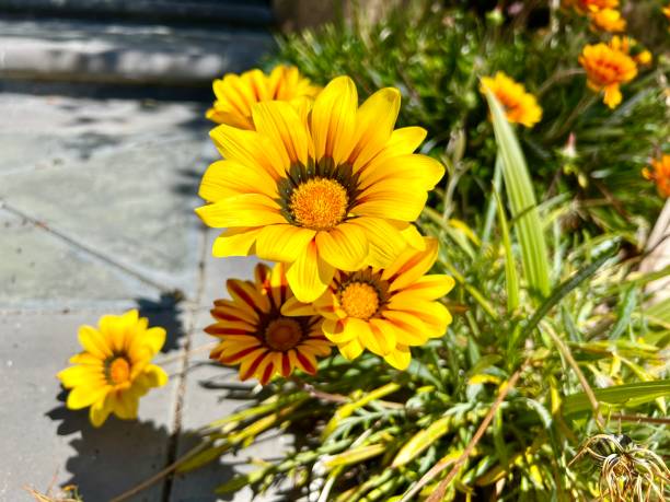 istock Beautiful flowers in California 1388860304
