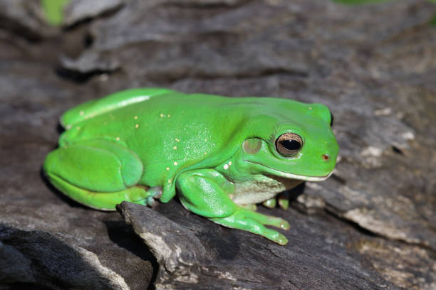 green tree frog - whites tree frog stock-fotos und bilder