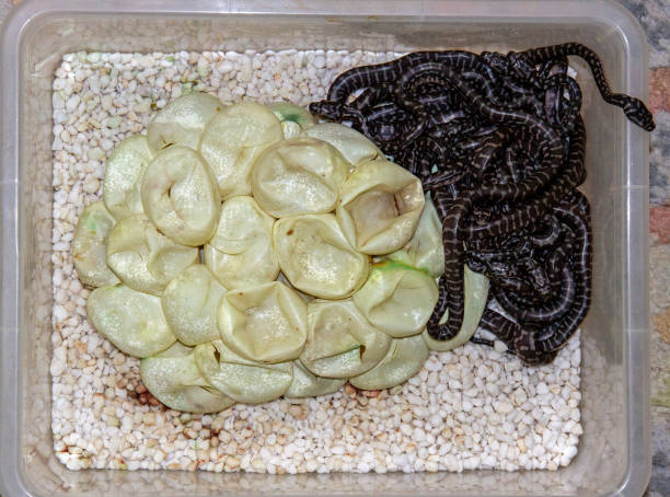 Centralian Carpet Pythons Clutch of hatchling Centralian Carpet Pythons morelia bredli photos stock pictures, royalty-free photos & images