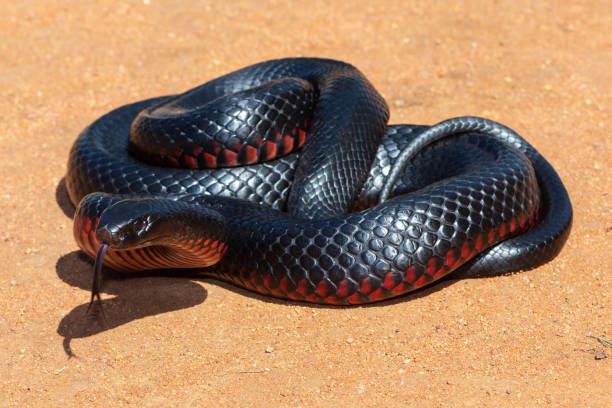 istock Red-bellied Black Snake 1388860394