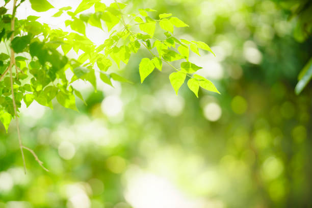 istock Beautiful nature view green leaf on blurred greenery background under sunlight with bokeh and copy space using as background natural plants landscape, ecology wallpaper concept. 1388862581