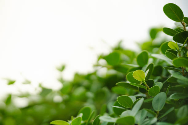 Beautiful nature view green leaf on blurred greenery background under sunlight with bokeh and copy space using as background natural plants landscape, ecology wallpaper concept.