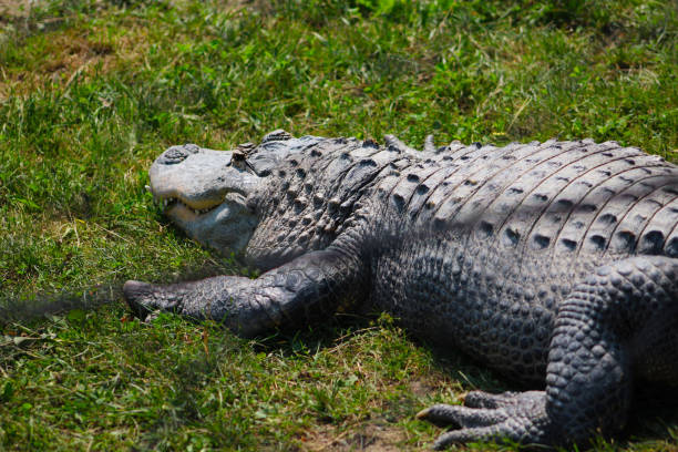 istock crocodile in the zoo 1388863187