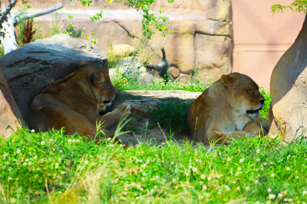 istock Lion at the zoo 1388863280