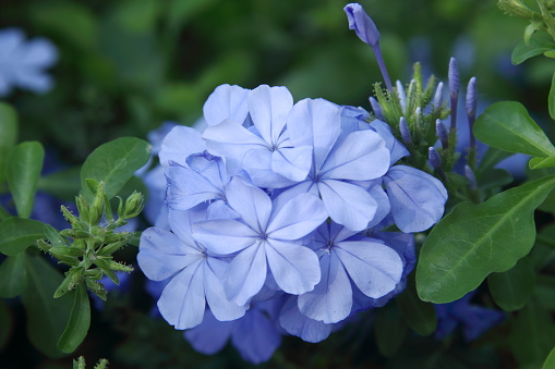 Light blue flower on bush.