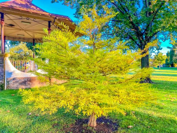 istock Beautiful Plant with Gazebo in Background 1388867273