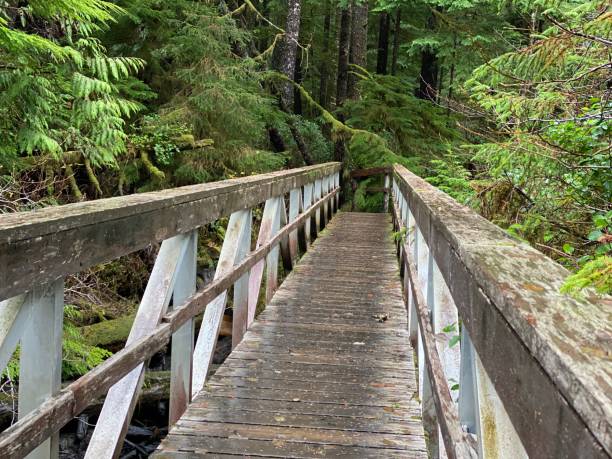 istock Wooden Footbridge in forest 1388869195