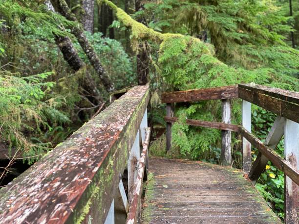 istock Wooden Bridge in Rainforest 1388869208