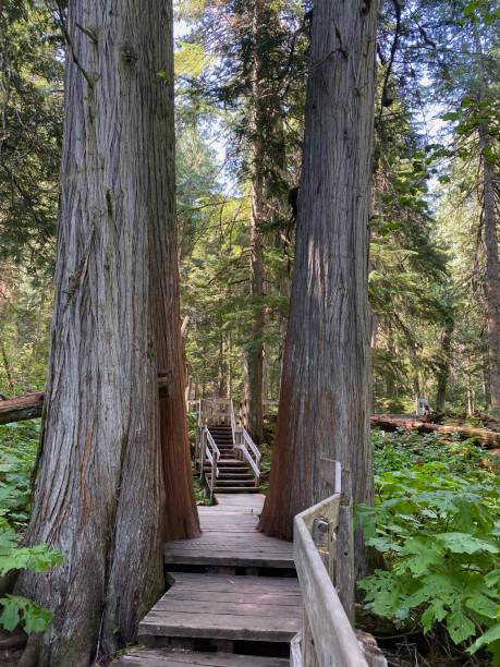 istock Wooden boardwalk through old growth forest 1388869213