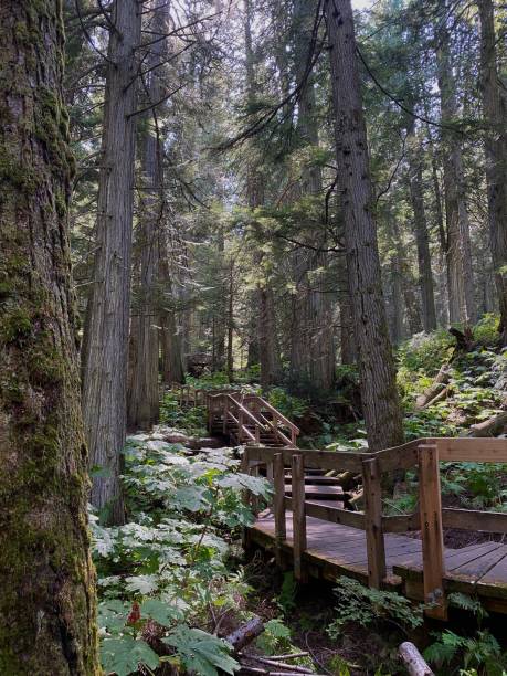 istock Wooden boardwalk in rainforest 1388869219