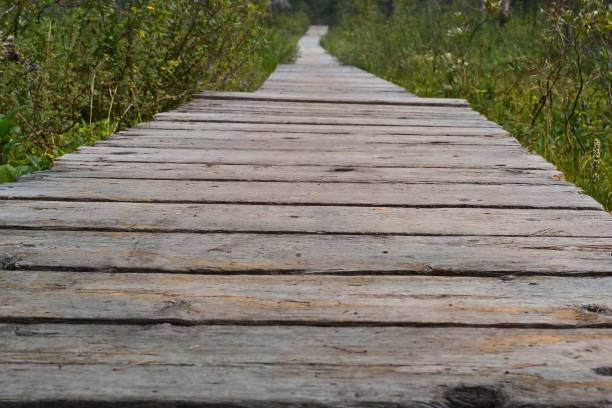 istock Wooden Boardwalk and Grass 1388870662