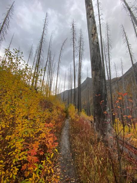 istock Forest burn in the autumn 1388870968