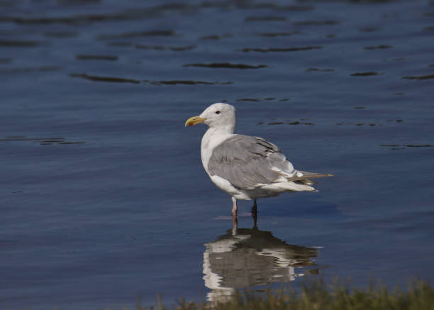 istock Glaucous-winged Gull (larus glaucescens) standing shallow water 1388871601