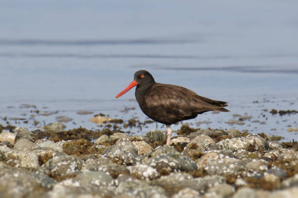 istock Black Oystercatcher (haematopus bachmani) standing on a rock shoreline 1388871606