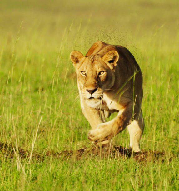 istock Beautiful Uganda wildlife pictures 1388871646