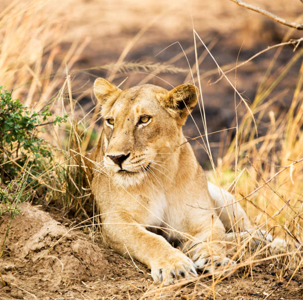 istock Beautiful Uganda wildlife pictures 1388871695