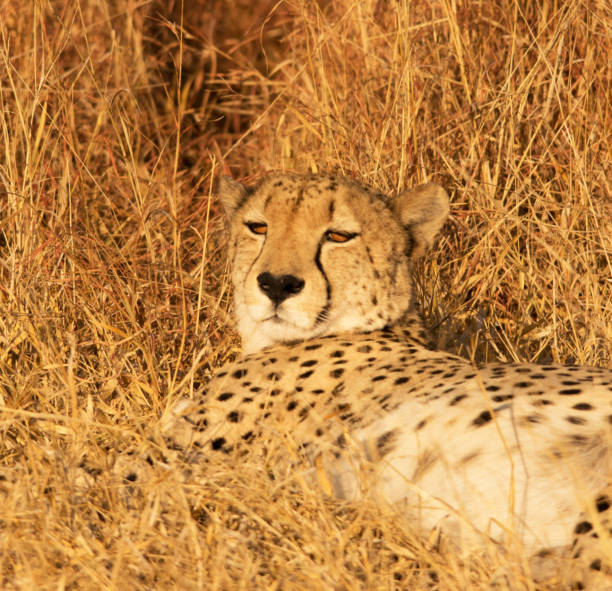 istock Beautiful Uganda wildlife pictures 1388871778