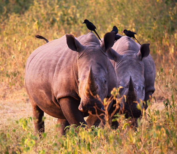 istock Beautiful Uganda wildlife pictures 1388871782