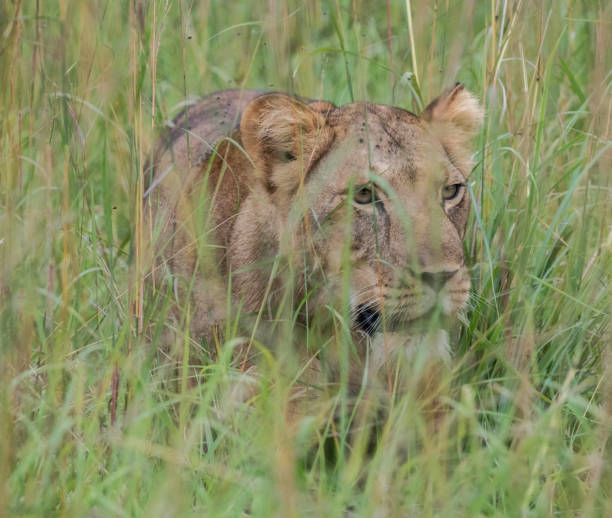 istock Beautiful Uganda wildlife pictures 1388872319