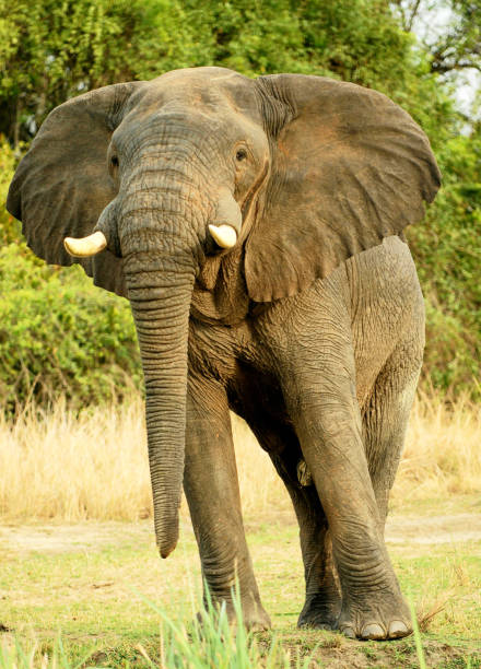 istock Beautiful Uganda wildlife pictures 1388872324