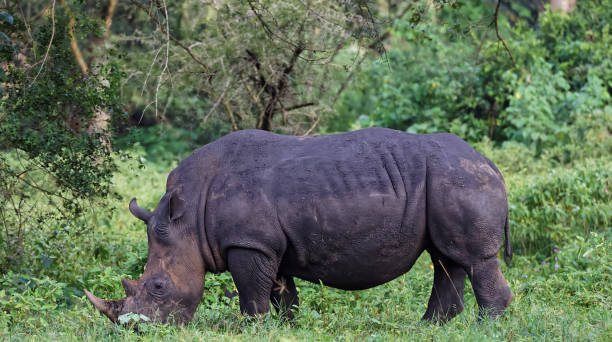 istock Beautiful Uganda wildlife pictures 1388872329
