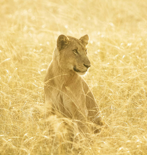 Male white lion portrait (leucitic) in a South African Game Reserve.