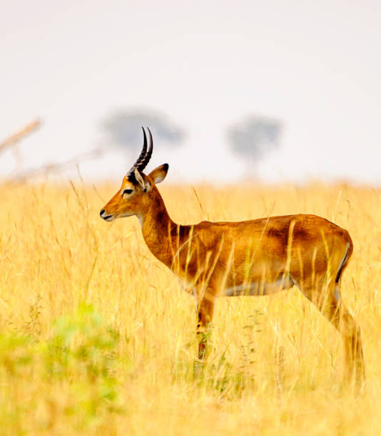 istock Beautiful Uganda wildlife pictures 1388872360