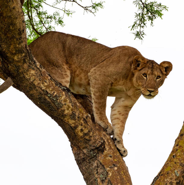 istock Beautiful Uganda wildlife pictures 1388872376