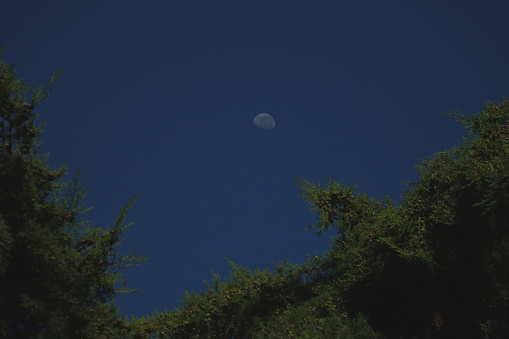 Half moon in a dark blue sky over tree line in Auckland New Zealand