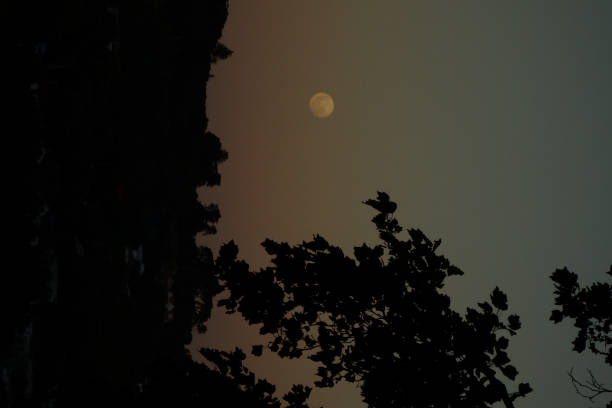 Moon is rising on sunset sky with tree area.