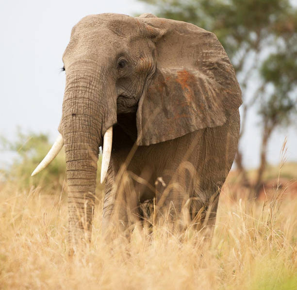 istock Beautiful Uganda wildlife pictures 1388872433