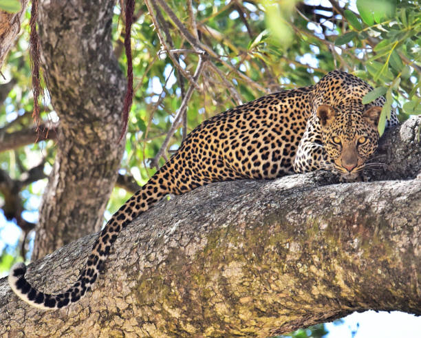 istock Beautiful Uganda wildlife pictures 1388872457
