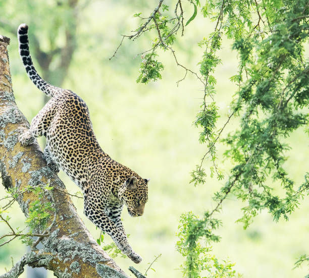 istock Beautiful Uganda wildlife pictures 1388872458