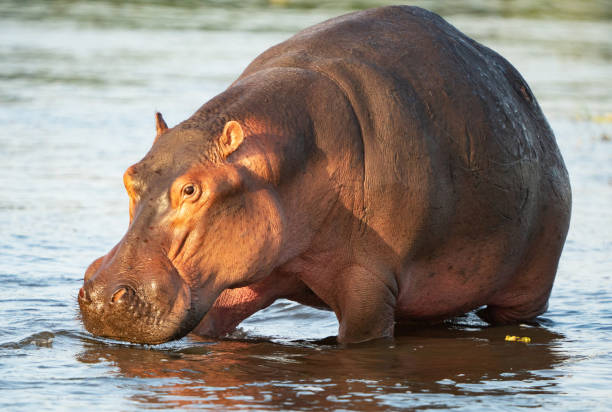 istock Beautiful Uganda wildlife pictures 1388872469