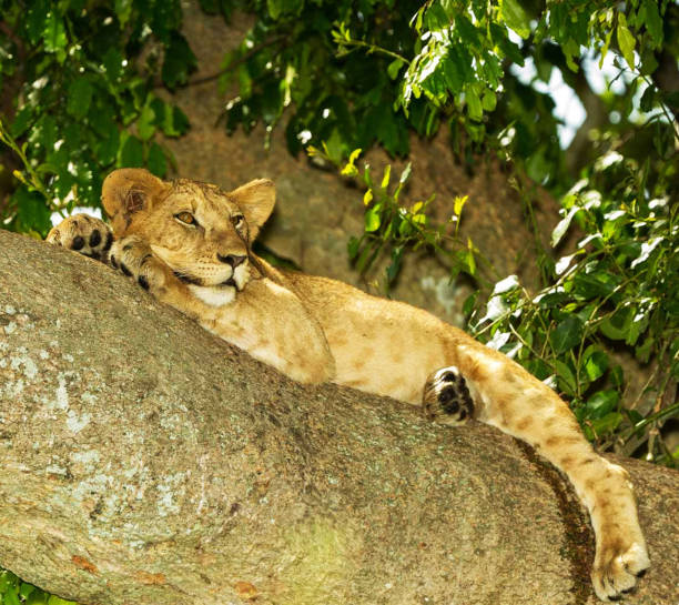 istock Beautiful Uganda wildlife pictures 1388872483