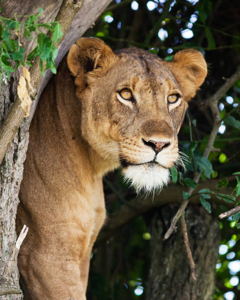 istock Beautiful Uganda wildlife pictures 1388872515