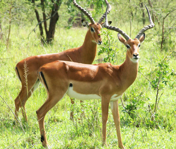 istock Beautiful Uganda wildlife pictures 1388873036