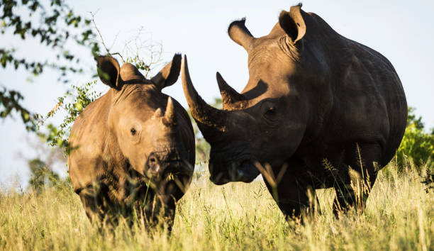 istock Beautiful Manyeleti wildlife  Pictures 1388873849
