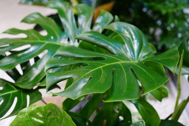 istock Monstera deliciosa tropical leaves 1388873915