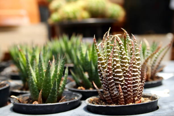 istock Haworthia fasciata cactus in pot. 1388874542