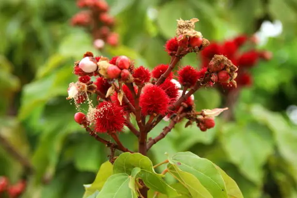 Bright red young fruit of of achiote tree or annatto tree on branch and blur background.