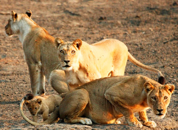 istock Beautiful Mana Pools Wildlife pictures 1388875353