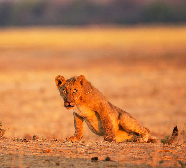 istock Beautiful Mana Pools Wildlife pictures 1388875357