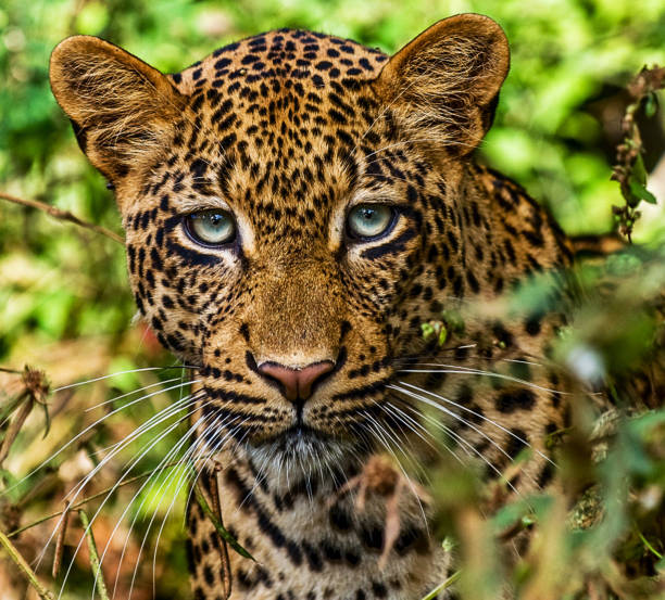 istock Beautiful Mana Pools Wildlife pictures 1388875413