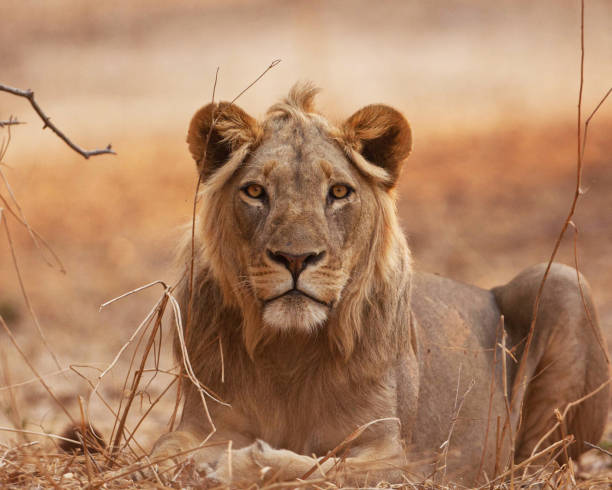 istock Beautiful Mana Pools Wildlife pictures 1388875420
