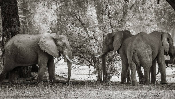 istock Beautiful Mana Pools Wildlife pictures 1388875435